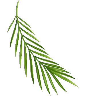 Coconut Leaf