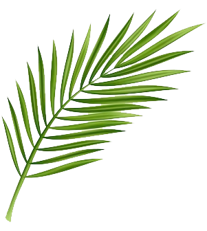 Coconut Leaf